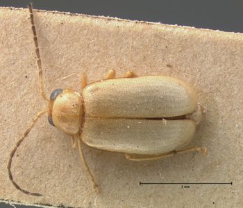 Media type: image;   Entomology 18468 Aspect: habitus dorsal view